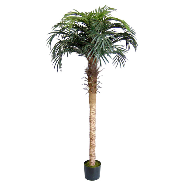 Phönix Palme 250 cm